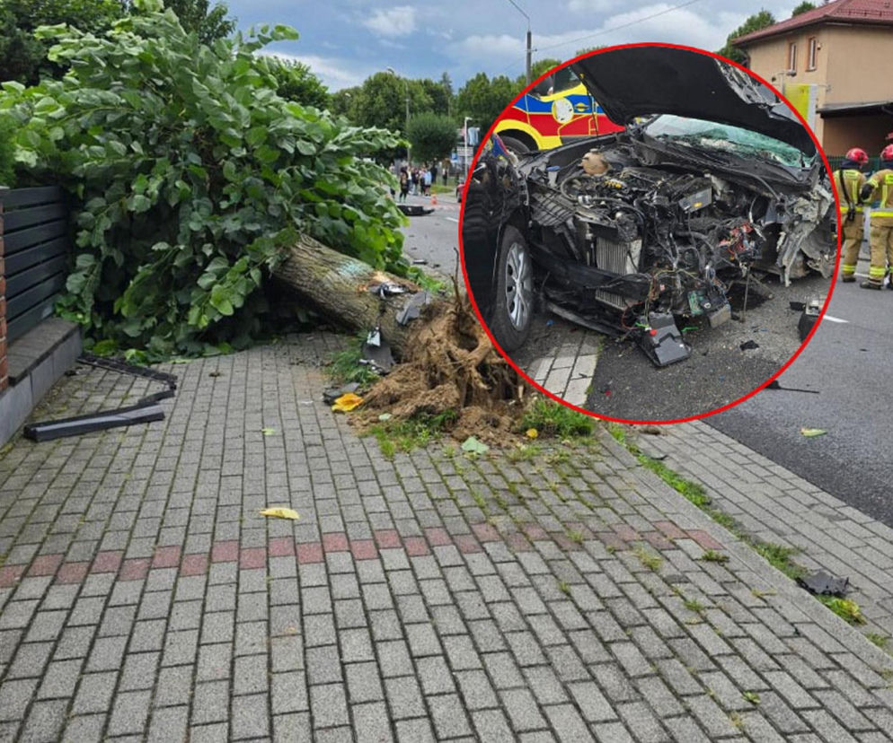 Wyrwał drzewo samochodem! To był dopiero początek