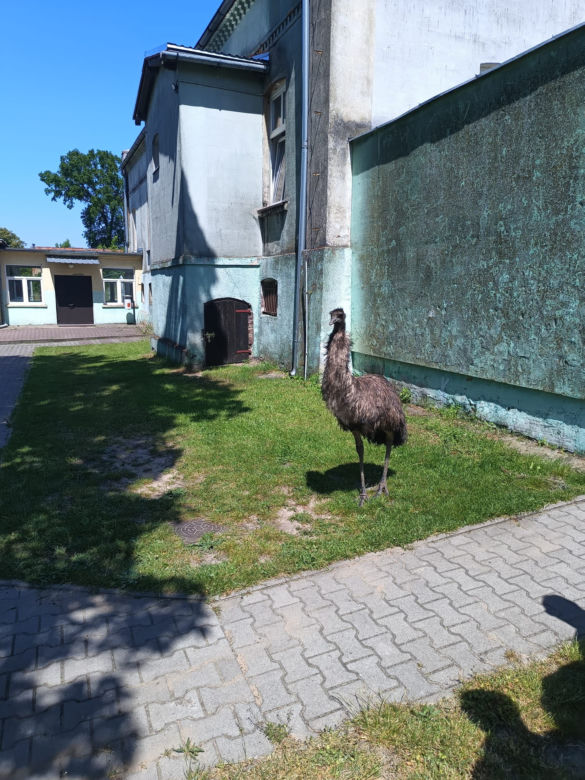 Prawdziwy emu na terenie szkoły pod Sulęcinem. Dzieci bały się wyjść na dwór [ZDJĘCIA].