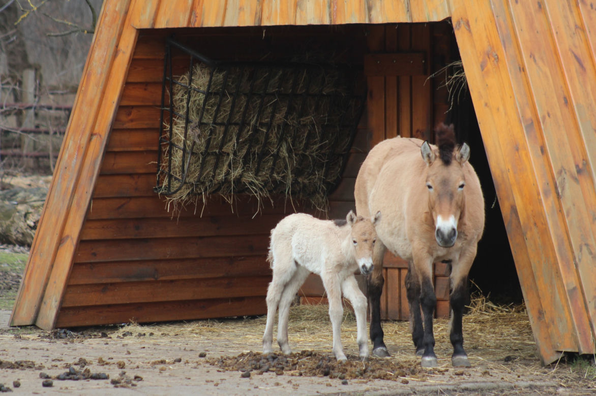 Mały konik Przewalskiego w Warszawskim ZOO