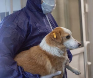 Zwierzęta z Ukrainy otrzymają pomoc w Przemyślu