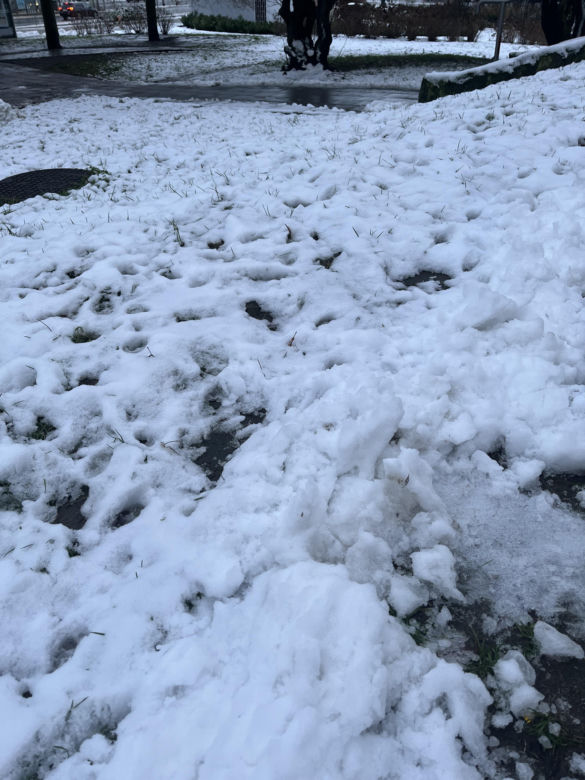 Śnieg w Szczecinie