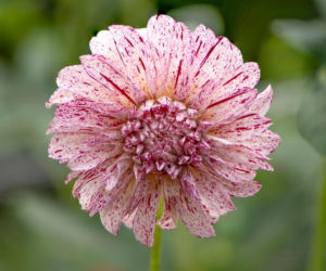 Dalia 'Avignon'