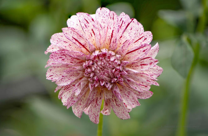 Dalia 'Avignon'