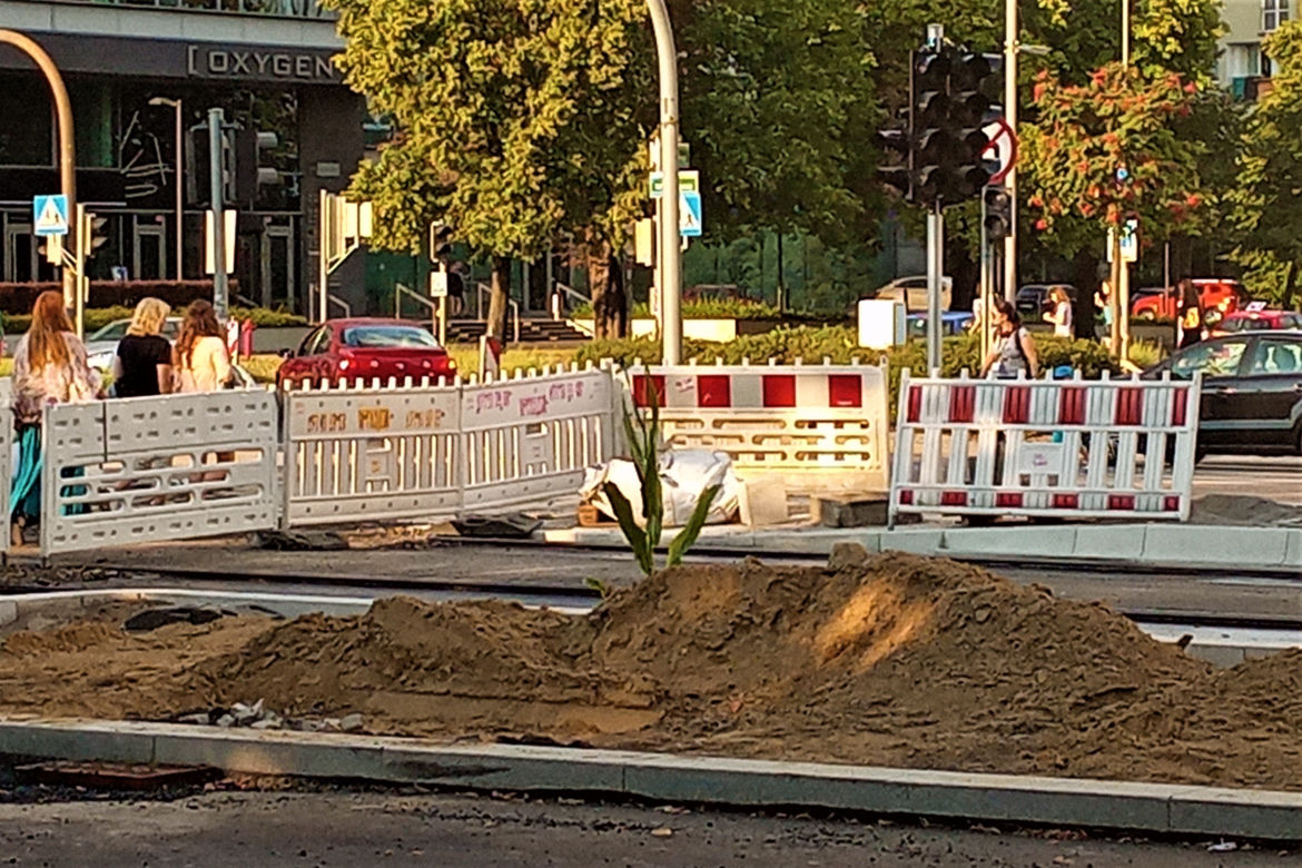 W centrum Szczecina wyrosła dorodna... kukurydza!