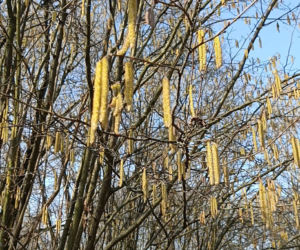 Wiosna coraz śmielej daje o sobie znać! Krokusy kwitną, pszczoły ruszyły do pracy