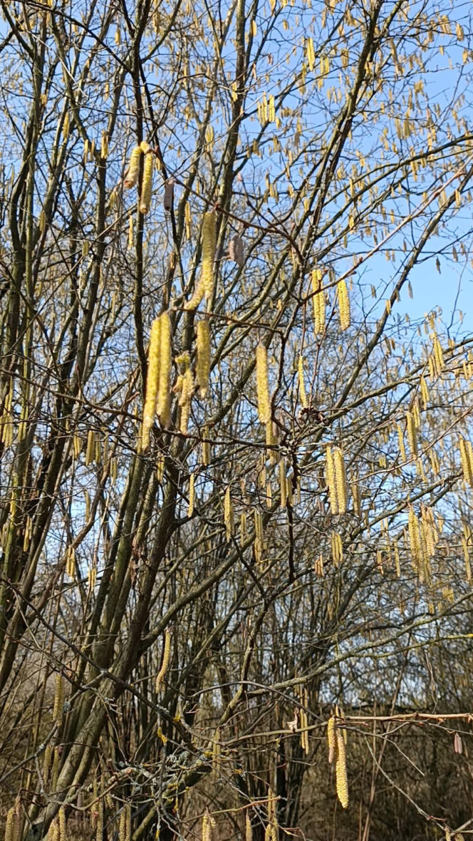 Wiosna coraz śmielej daje o sobie znać! Krokusy kwitną, pszczoły ruszyły do pracy