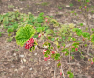 Wiosna budzi się w Arboretum w Bolestraszycach