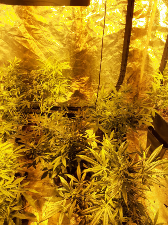 W garażu miał plantację marihuany zamiast samochodu. 32-letni tarnowianin miał na sumieniu coś jeszcze