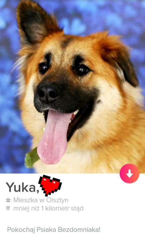 Bezdomne psiaki szukają nowego domu na Tinderze. To nowa akcja organizacji "Bieg na sześć łap"