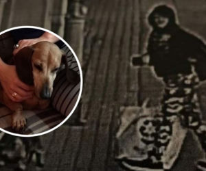 ŁÓDŹ: SZOKUJĄCA KRADZIEŻ psa spod apteki! Staruszka jest ZROZPACZONA! Mieli tylko siebie
