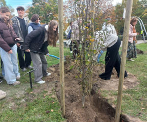 W młodym parku posadzono kolejne drzewa