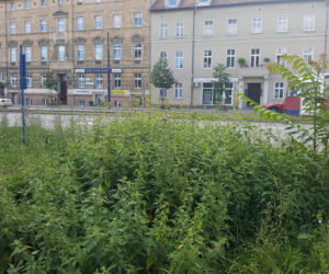 Znika bydgoski busz! To miały być oszczędności i walka z suszą. Ogrodnik ma inne zdanie