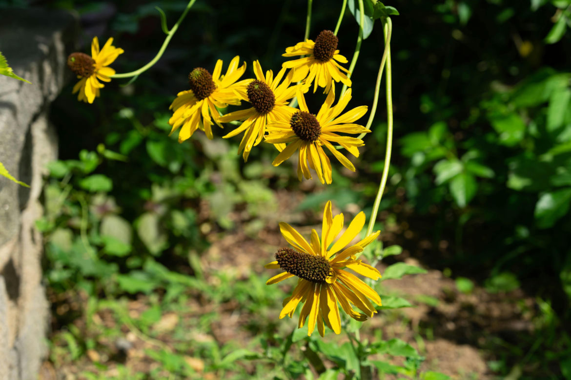 Rudbekia