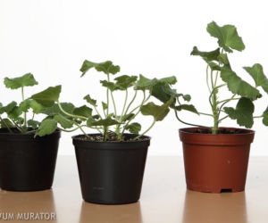 Rozsadzanie pelargonii