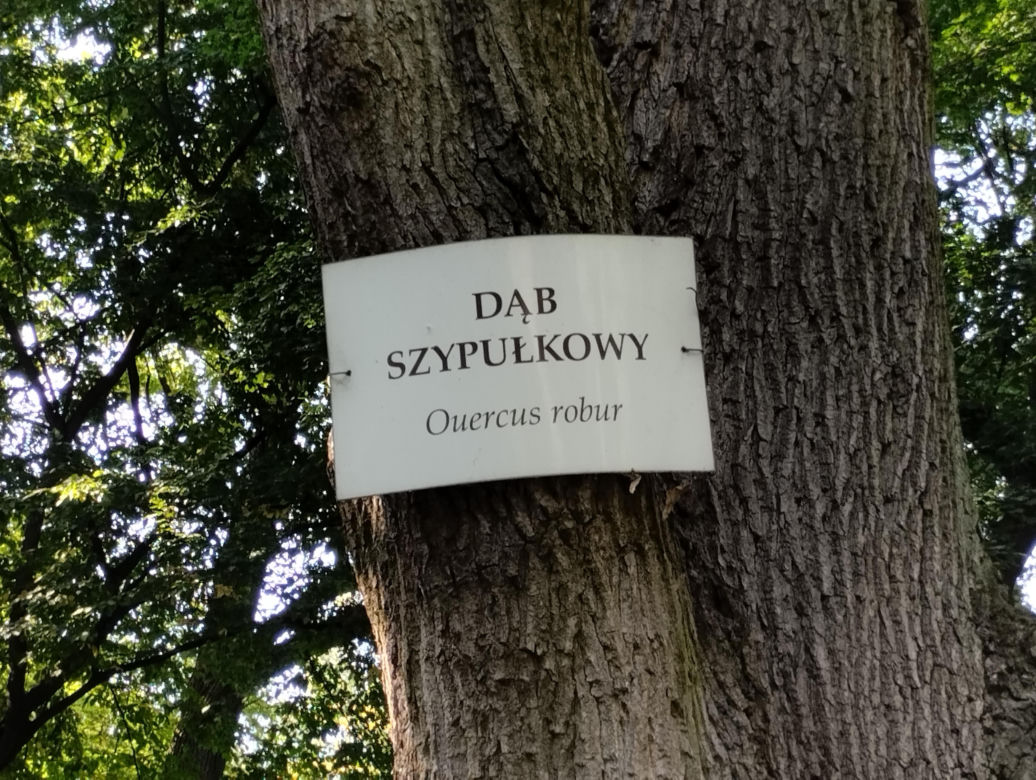 Pomniki przyrody w Parku Strzeleckim w Tarnowie