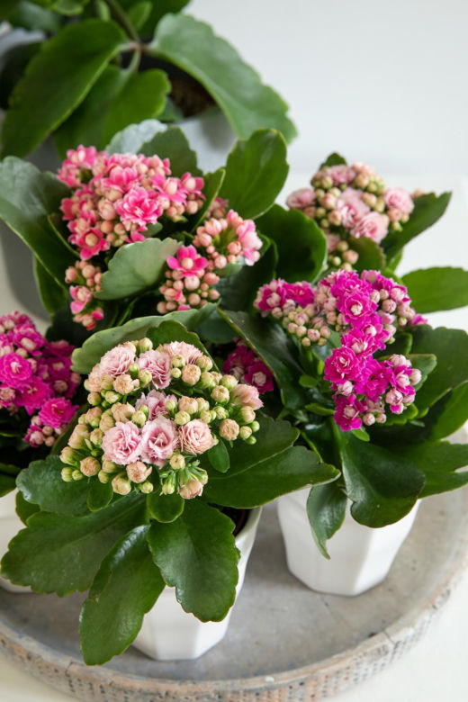 Kalanchoe