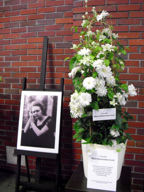 Powojnik wielkokwiatowy 'Maria Skłodowska-Curie'