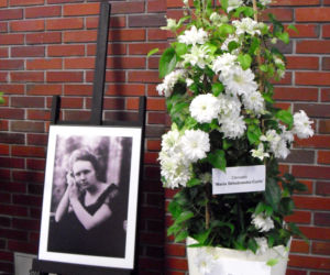 Powojnik wielkokwiatowy 'Maria Skłodowska-Curie'