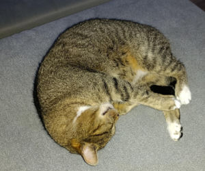 Mińsk Mazowiecki. Zatruł się czadem, gdy ratował Mruczka