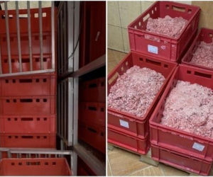 Akcja ratunkowa w likwidowanym schronisku Kocham Psisko w Mąkosach Nowych