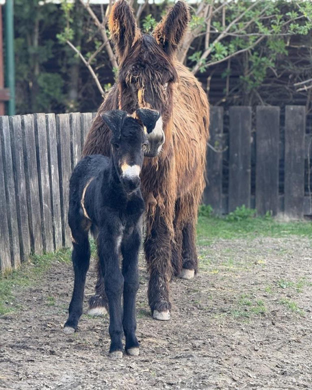 Nowy mieszkaniec zoo w Wojciechowie. To osiołek poitou