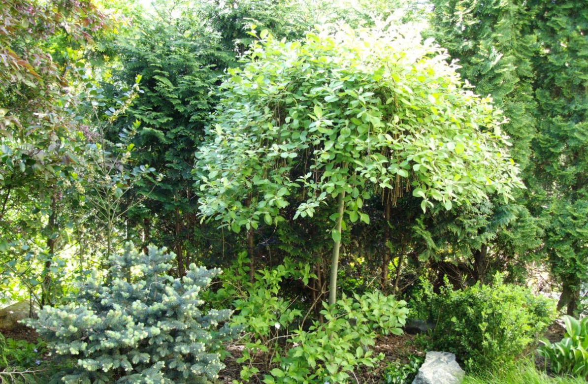 Wierzba iwa 'Pendula'