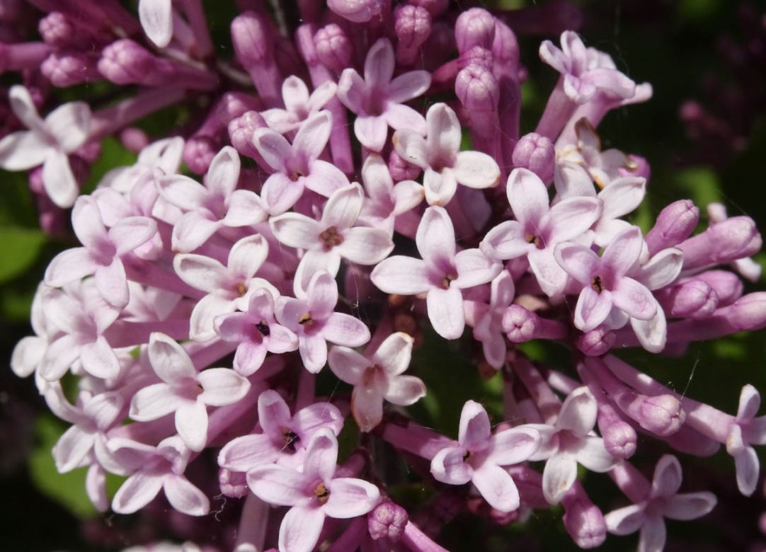 Lilak Meyera 'Palibin'