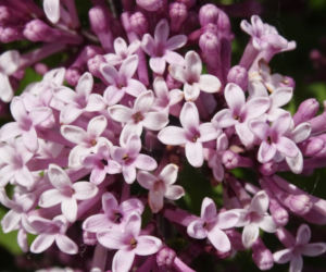 Lilak Meyera 'Palibin'