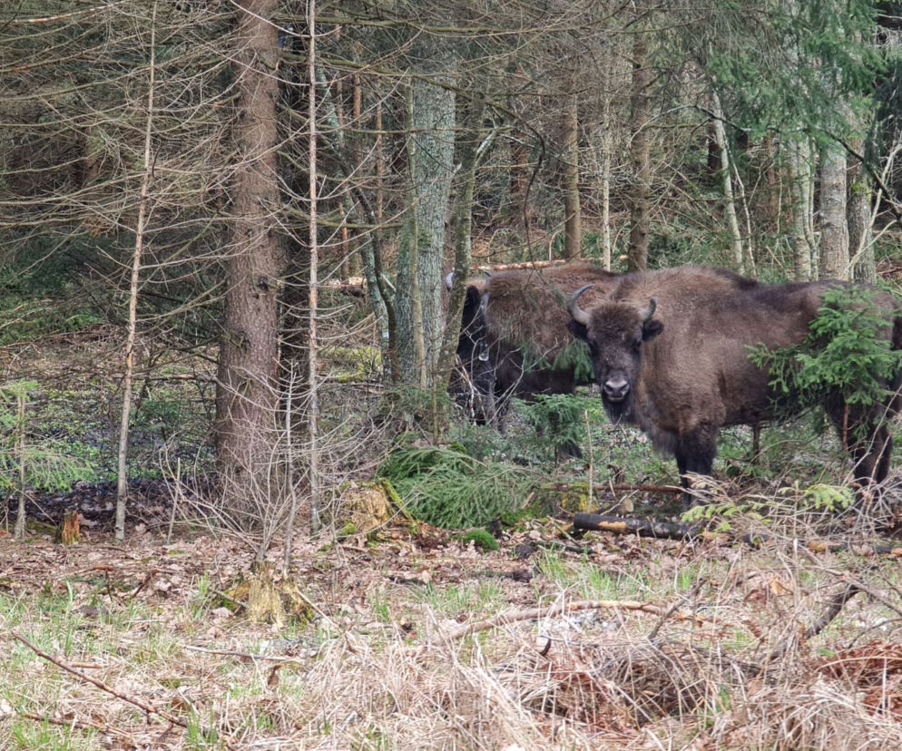 Żubry w Puszczy Rominckiej