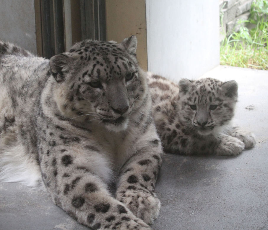 Szok w zoo. Pantera śnieżna padła na COVID. Jak to możliwe?