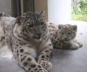 Szok w zoo. Pantera śnieżna padła na COVID. Jak to możliwe?