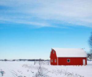 55-latek stratowany przez byki. Następnego dnia znaleziono kolejne ciało! Co się stało na Podlasiu?