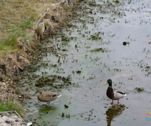 Nowy park w Olsztynie. Są ławeczki, miejsca do grillowania, plac zabaw [ZDJĘCIA]