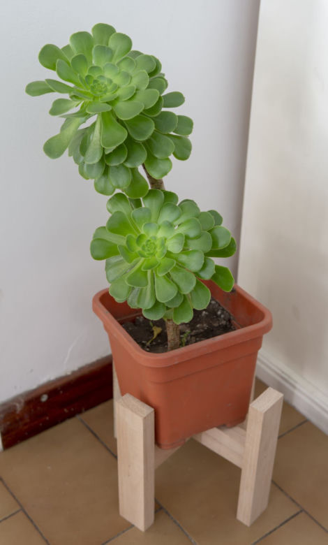 Eonium drzewiaste
