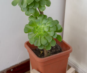 Eonium drzewiaste