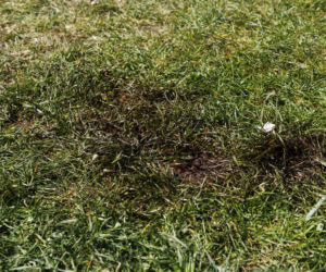 Strzelanina w Bystrzycy Kłodzkiej