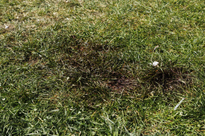 Strzelanina w Bystrzycy Kłodzkiej