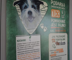 Dziewczyny z Torcida Girls zorganizowały zbiórkę na schronisko dla zwierząt. Zachęcaja wszystkich do pomocy [ZDJĘCIA]