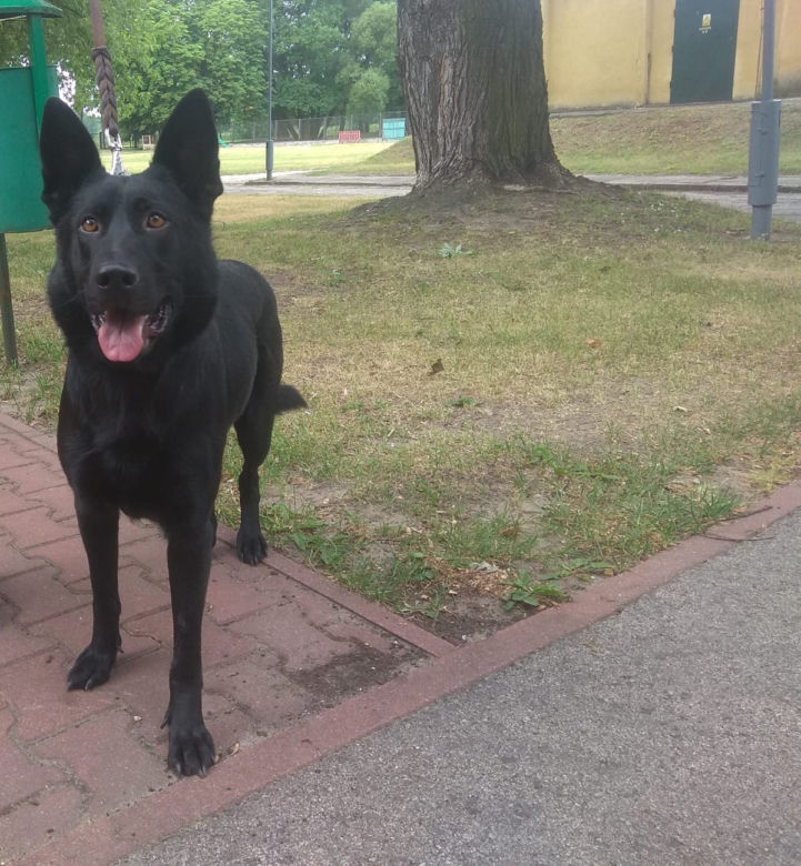 Super kadra policji w stolicy. Nowi funkcjonariusze na czterech łapach.
