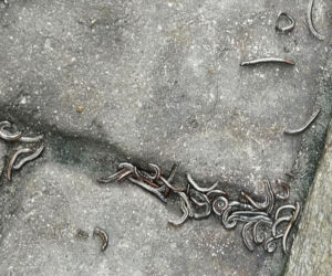 Obrzydliwe krocionogi w Dąbrowie Górniczej 