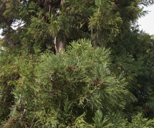 Kryptomeria japońska