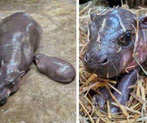 Wyjątkowe narodziny w gdańskim zoo. Mama ukrywa malucha pod słomą [WIDEO]