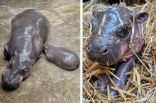 Gdańskie zoo ma nowego mieszkańca! Mama ukrywa maleństwo pod słomą. „Nic słodszego nie zobaczycie!” [WIDEO]