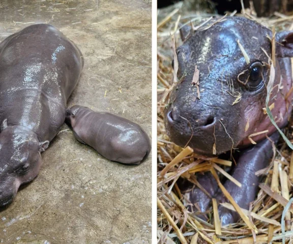 Wyjątkowe narodziny w gdańskim zoo. Mama ukrywa malucha pod słomą