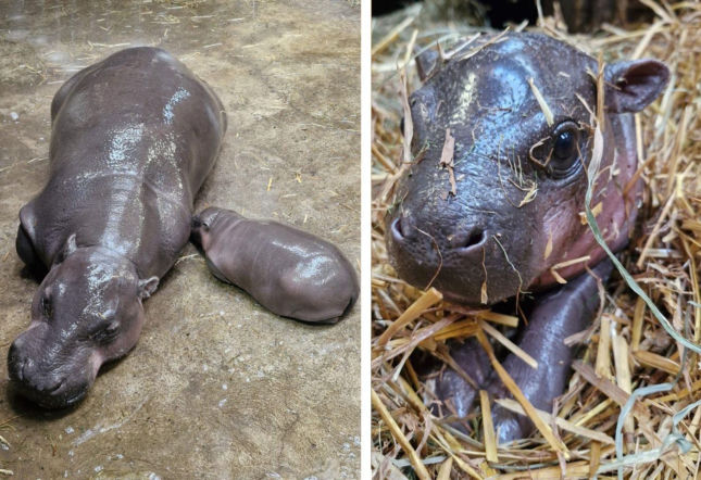 Gdańskie zoo ma nowego mieszkańca! Mama ukrywa maleństwo pod słomą. „Nic słodszego nie zobaczycie!” [WIDEO]