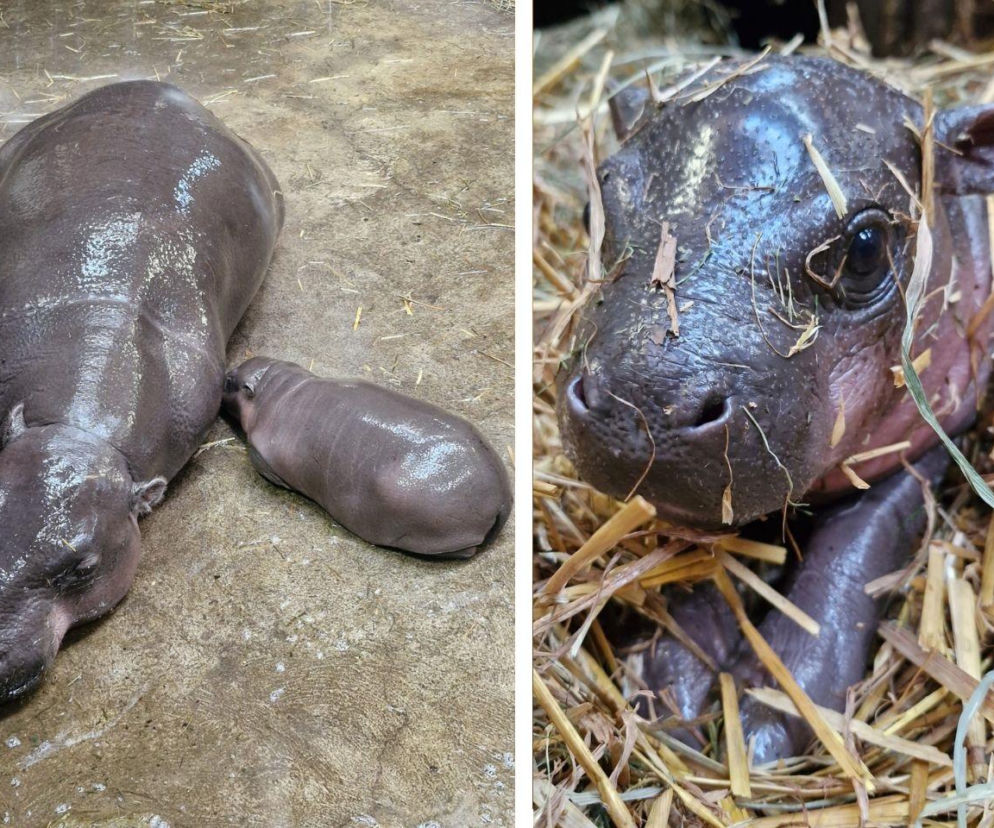 Wyjątkowe narodziny w gdańskim zoo. Mama ukrywa malucha pod słomą [WIDEO]