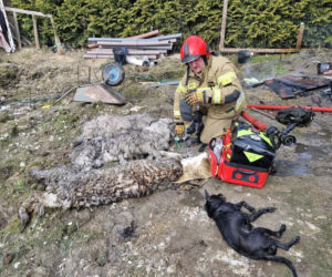 Do pożaru doszło we wtorek, 24 marca, na terenie ogródków działkowych ROD Odnowa przy ul. Cedrowej w Gdańsku