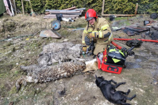 Do pożaru doszło we wtorek, 24 marca, na terenie ogródków działkowych ROD Odnowa przy ul. Cedrowej w Gdańsku