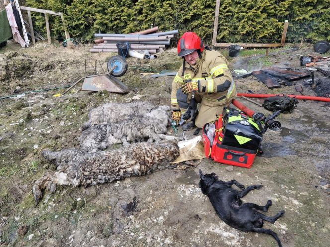 Do pożaru doszło we wtorek, 24 marca, na terenie ogródków działkowych ROD Odnowa przy ul. Cedrowej w Gdańsku