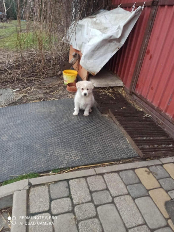 Mały Kazik szuka nowego domu